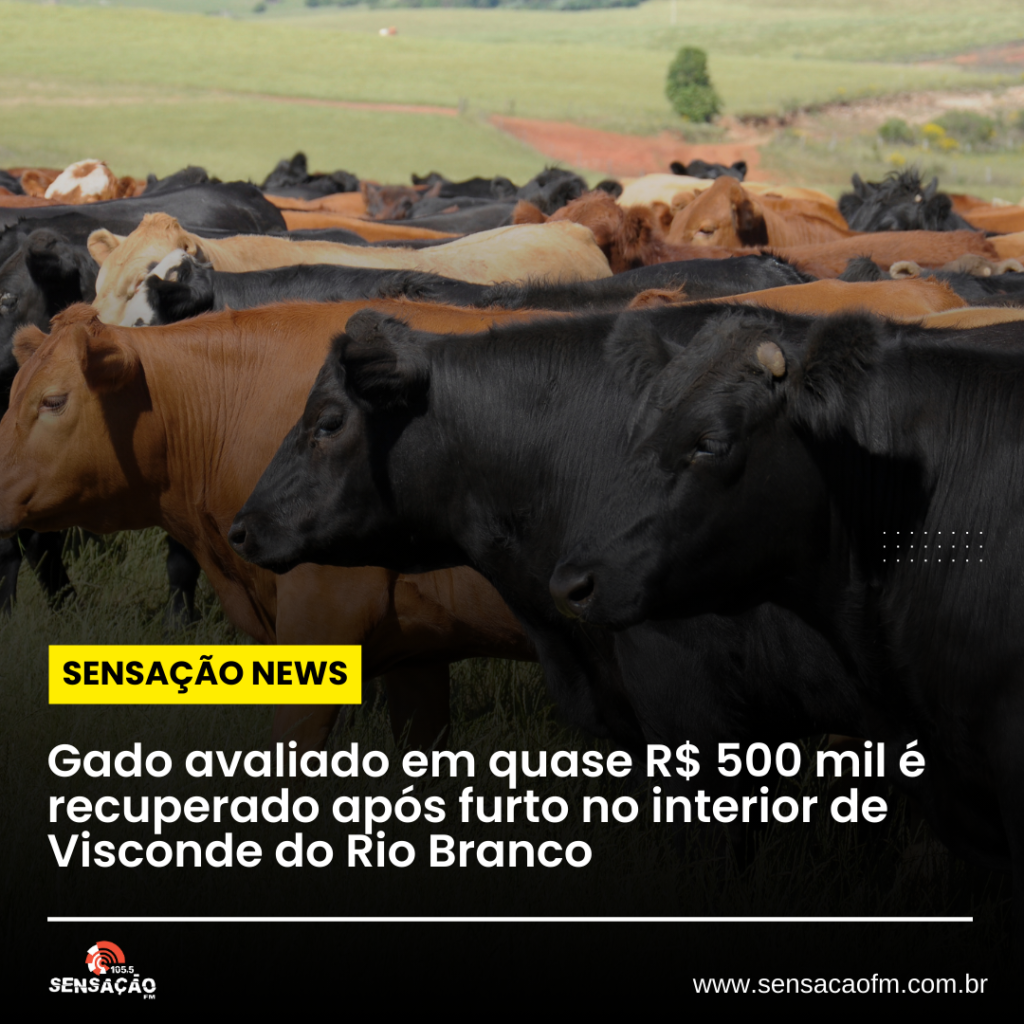 Gado avaliado em quase R$ 500 mil é recuperado após furto no interior de Visconde do Rio Branco